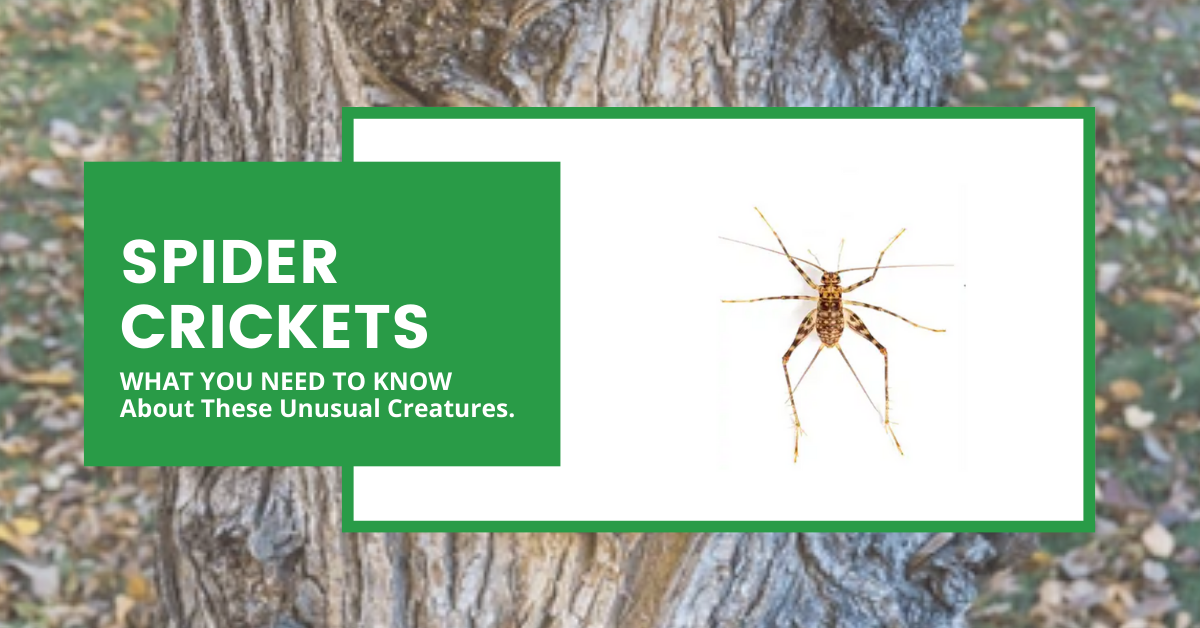 Spider Crickets: What to Know & How to Remove